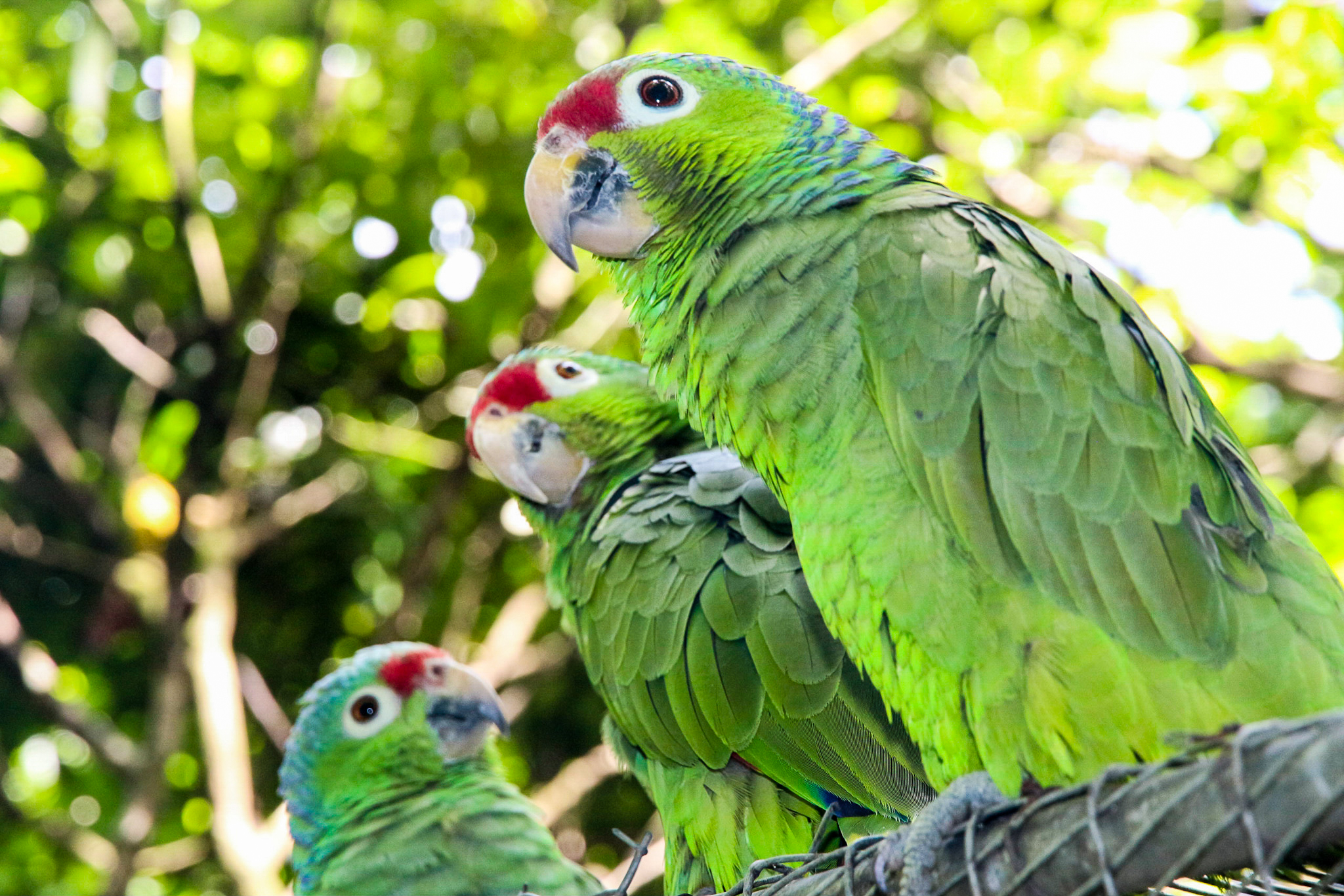 Photo de perroquets